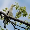 Holub dvoubarvy - Ducula bicolor - Pied Imperial-Pigeon o1943
